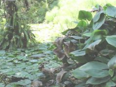 2 aplicaciones para identificar plantas en Android Aplicaciones para identificar plantas Android gratis