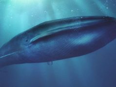 Confunden un Restaurante con el reto de La Ballena Azul por su nombre