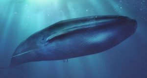 Confunden un Restaurante con el reto de La Ballena Azul por su nombre