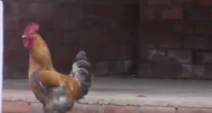 Los mejores memes de Manel Navarro por la #BatallaDeLosGallos en Eurovision 2017 Memes Manel Navarro y #BatallaDeLosGallos en Eurovision 2017