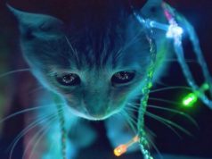 ¿Los fondos de pantalla animados gastan más batería? ¿Los fondos de pantalla animados gastan más batería?